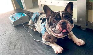 magnetoterapia pode ajudar