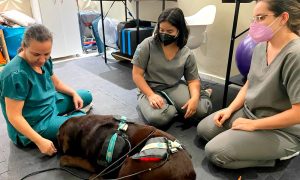 reabilitação animal