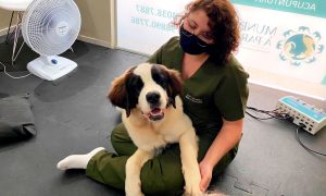 tratamento para o seu pet