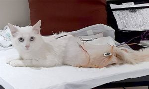 O que é eletroterapia animal e como pode ajudar o meu pet?