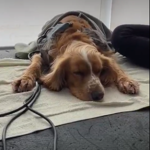 pet-mundo-a-parte-fortaleza-fisioterapia-animal-21