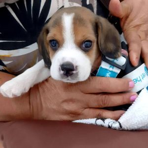 nosso-sempre-pequeno-displasia-epifisaria-em-caes-caso-clinico-mundo-a-parte-fortaleza-fisioterapia-animal