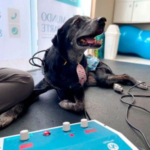 pet-mundo-a-parte-fortaleza-fisioterapia-animal-11